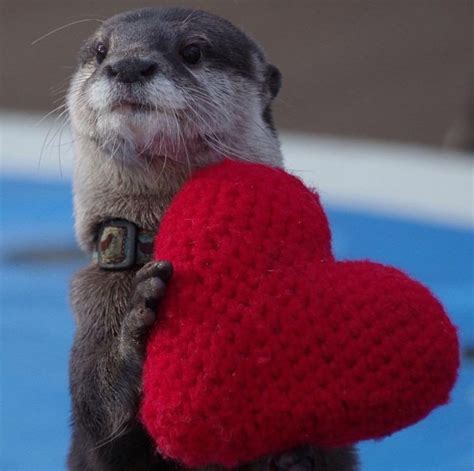 Hey You Yes You Be Happy Smile This Otter Loves You Otters Cute