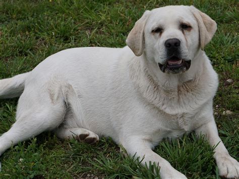 We have mostly black and yellow lab puppies but occasionally will also have chocolate lab puppies. Leadhill Yellow/white English Labradors - Labrador ...