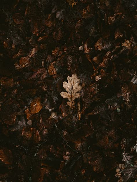 Leaves Dry Fallen Autumn Hd Phone Wallpaper Peakpx