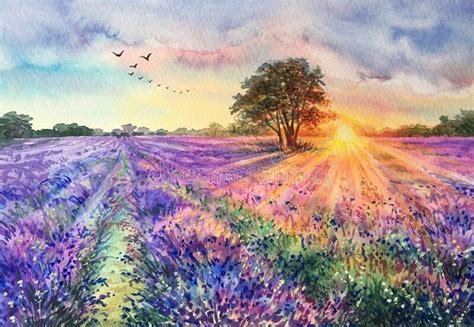 Watercolor Lavender Field Stock Illustration Illustration Of Beauty