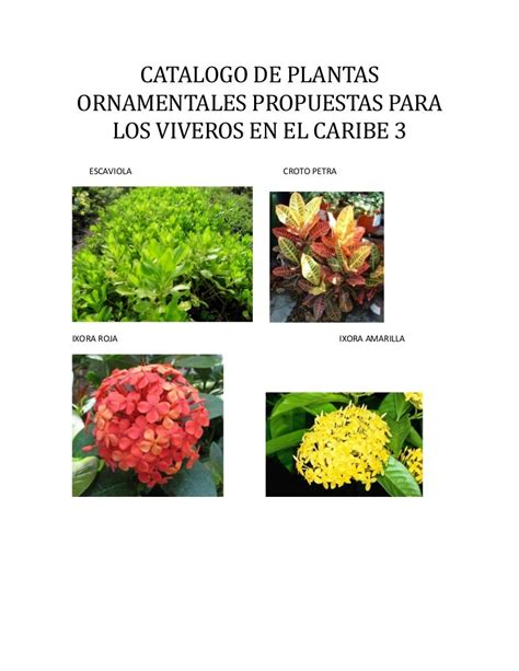 6 Plantas Ornamentales Con Sus Nombres Mi Planta Es Verde