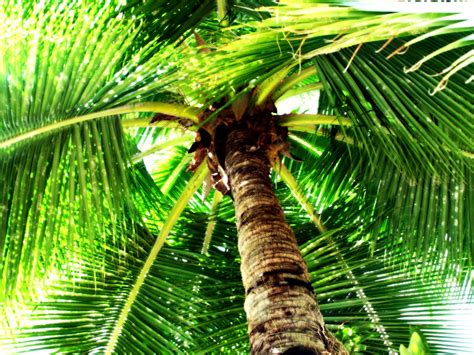 Free Palm Tree Stock Photo