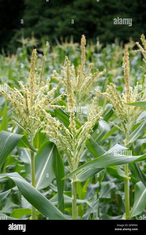 Zea Mays Male Flowers On A Sweetcorn Plant In Summer Stock Photo Alamy