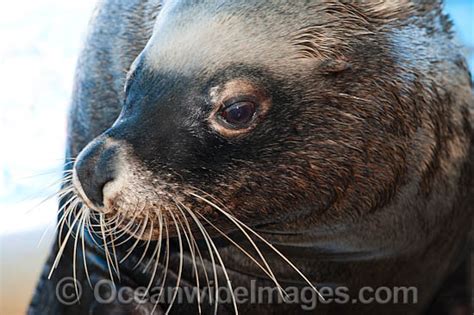 Australian Fur Seal Arctocephalus Pusillus Photo Image