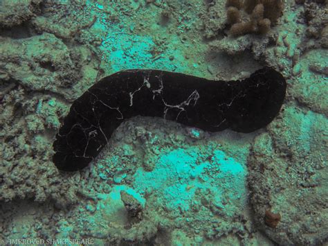 Hamlet And The Life Of A Sea Cucumber On The Great Barrier