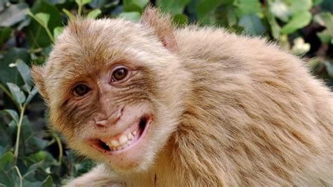 Free Download Funny Monkey Wallpapers 2560x1600 For Your Desktop