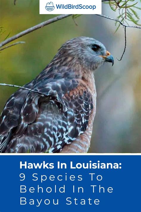 Hawks In Louisiana 9 Species To Behold In The Bayou State