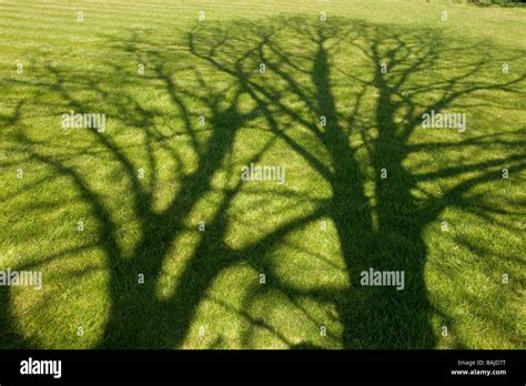 Tree Shadow Hi Res Stock Photography And Images Alamy