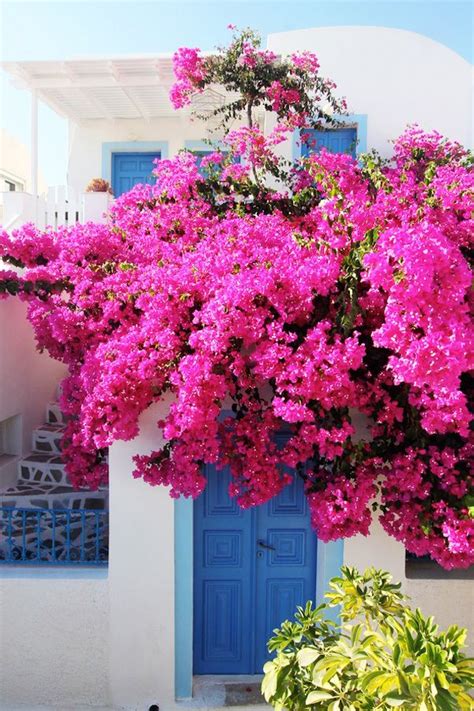 Pin By Duyen Nguyen On Santorini Beautiful Flowers Bougainvillea Greece