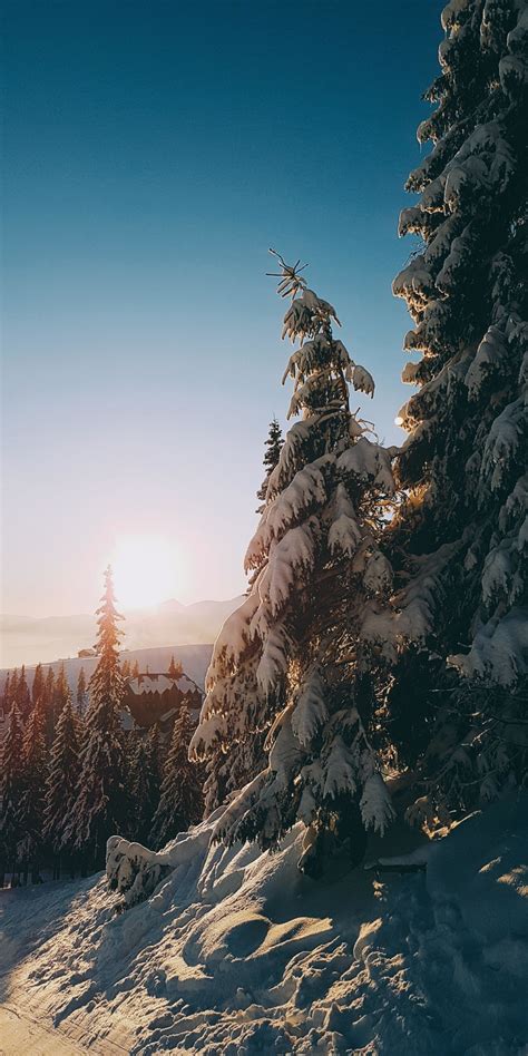 Download Wallpaper 1080x2160 Sunrise Tree Winter Landscape Honor 7x