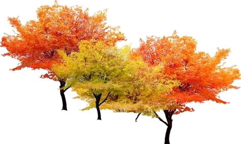 Fall Tree Download Png Image Png Mart