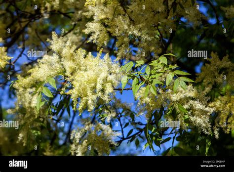 Manna Ash Tree Fraxinus Ornus Flowers And Leaves Stock Photo Alamy