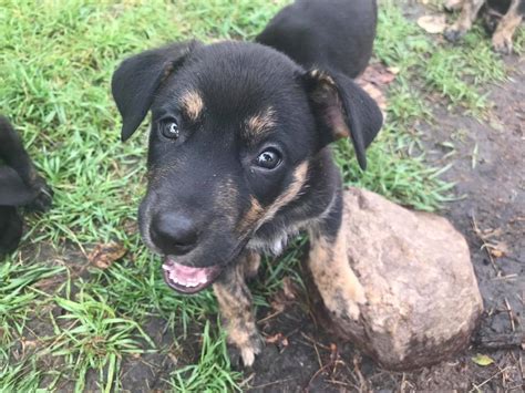 It's the time of the year again. Puppy intake | Second Chance Animal Rescue Society