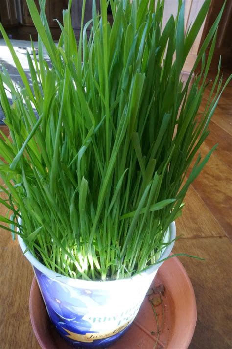 You can also grow any of those plants. Growing Wheat Grass for the Cats (and dogs) | Growing ...