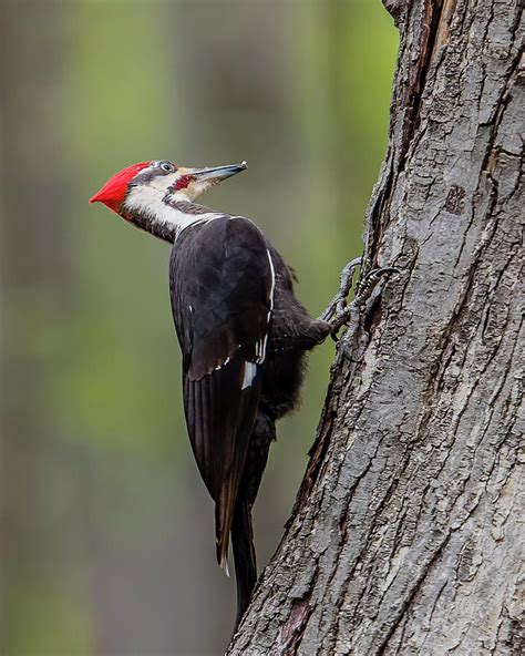 Pileated Woodpecker On Tree Photograph By Morris Finkelstein