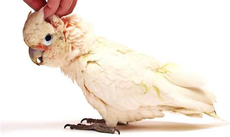 The Best Talking Birds Suited For Your Home Plus Some Training Info