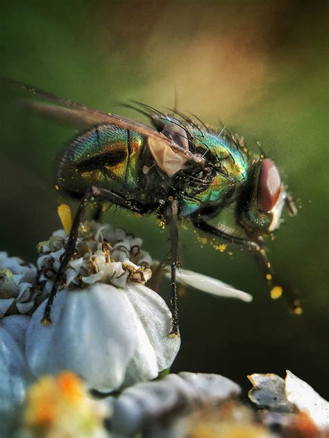 8 Tips For Incredible Insect Macro Photography On Iphone