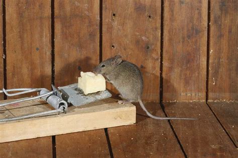 Our Ultimate Guide For Catching Mice In Your Home Edinburgh Pest Control Co