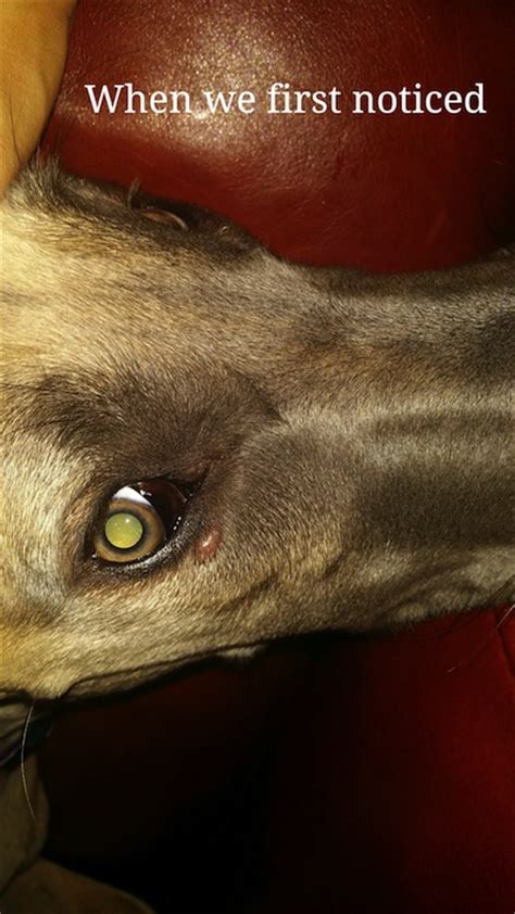 What Is This Lump Under My Dogs Eye Ask A Vet