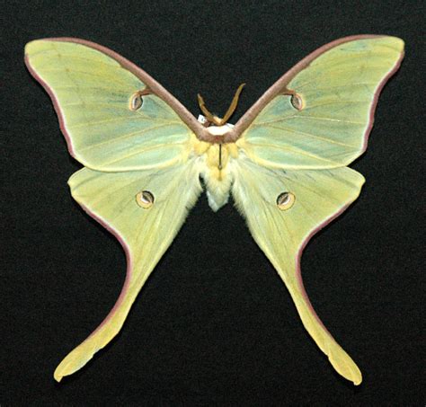 Moth Luna Moth Insects