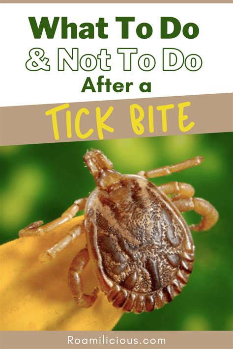 What To Do And Not To Do After A Tick Bite Tick Bite Ticks Bitten