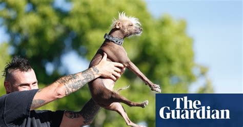 Worlds Ugliest Dog Contest In Pictures Life And Style The Guardian