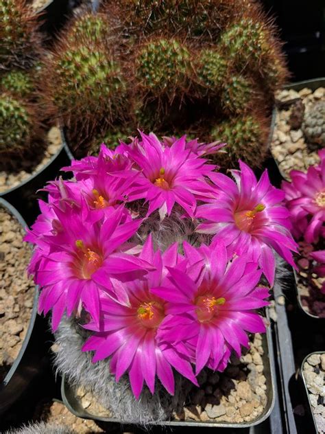 8445 golf links rd, oakland, ca 94605. PlantFiles Pictures: Mammillaria Species, Big Pink ...