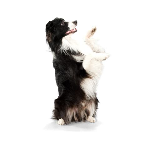 Download Dog Dog Begging Cute Royalty Free Stock Illustration Image