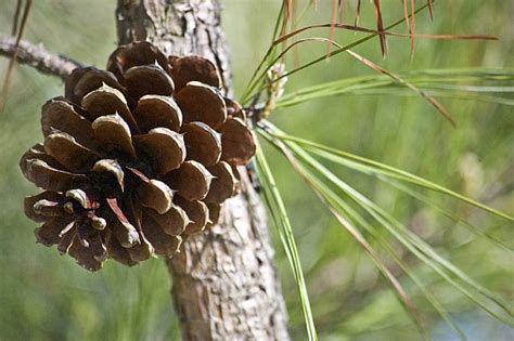 Menariknya, uncang teh daripada serat nanas ini boleh diguna berulang kali sekali gus menjadi yang pertama seumpamanya di dunia. ThreadMacam2 Ubatan Herba Dan Tradisional - Amalkan ...