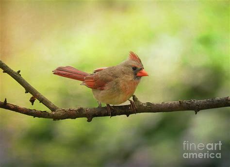 Female Cardinal Backyard Birding Photograph By Kerri Farley