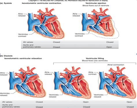 Physiology Cardiac Cycle Diagram Quizlet
