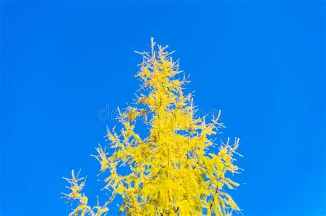 Tall Coniferous Larch Tree With Yellowed Foliage Against Clear Blue Sky