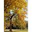 Pennsylvanias Most Colorful Trees For Fall Foliage  Pennlivecom