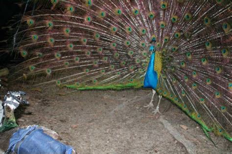 Evolution Peacock Secrets Revealed Answers In Genesis
