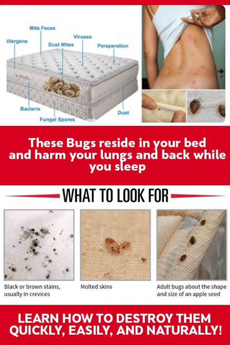 Super Simple Ways To Get Rid Of Bed Mites Artofit