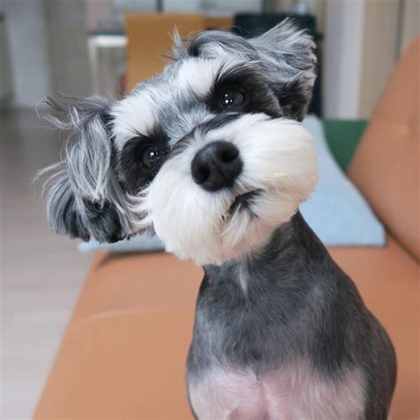 See This Instagram Photo By Conanchang 1 407 Likes Schnauzer