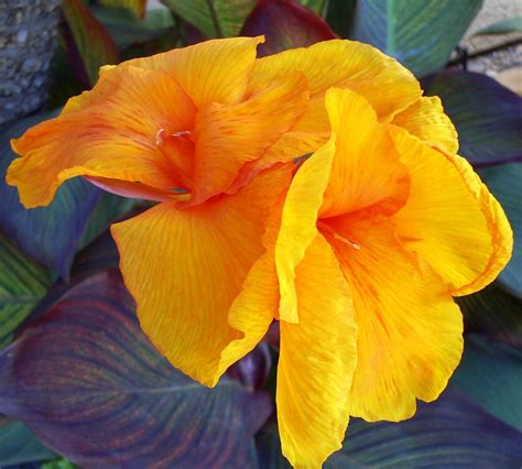In the state, three climatic zones can. Brad's Tropical Paradise: Canna flower in the Phoenix ...