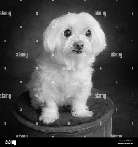 Portrait Of A Maltese Dog Stock Photo Alamy