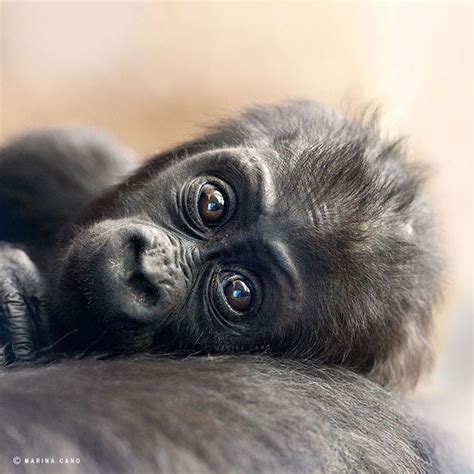 Fotos Fotógrafa Marina Cano Captura Animais Selvagens Em Seus Momentos