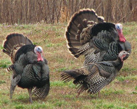 Maybe you would like to learn more about one of these? For the Love of Turkeys: A Real Thanksgiving | Civil Eats