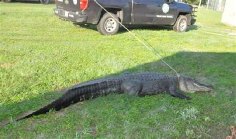 Massive Alligator Caught On Wilson County Road