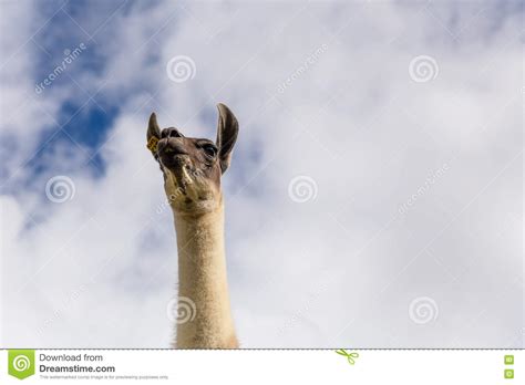 Majestic Llama Stock Photo Image Of Majestic Lama Tall 73333120