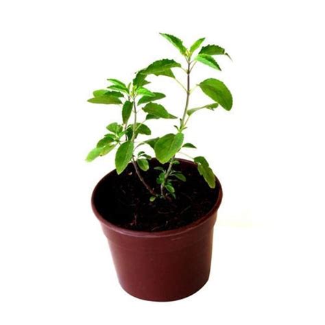 Green Tulsi Plant Leaves At Rs 150piece In Dhar Id 26272247397