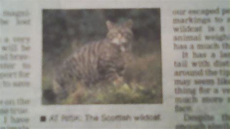 Mystery Cats Newslink Save The Scottish Wildcat