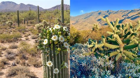 6 Facts About The Sonoran Desert Online Field Guide