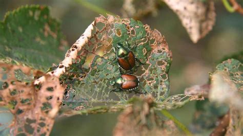 How To Get Rid Of Japanese Beetles Finegardening