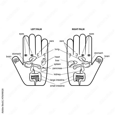 Hand Reflexology Chart Vector Illustration Stock Vector Adobe Stock