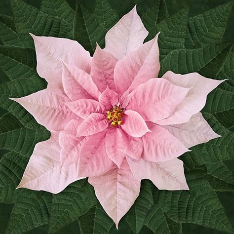 Gone Dream Big Holiday Poinsettia In Pink