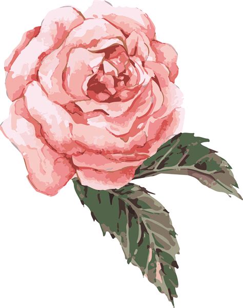 Download Clip Art Transparent Watercolor Roses Clipart - Pink Flower png image