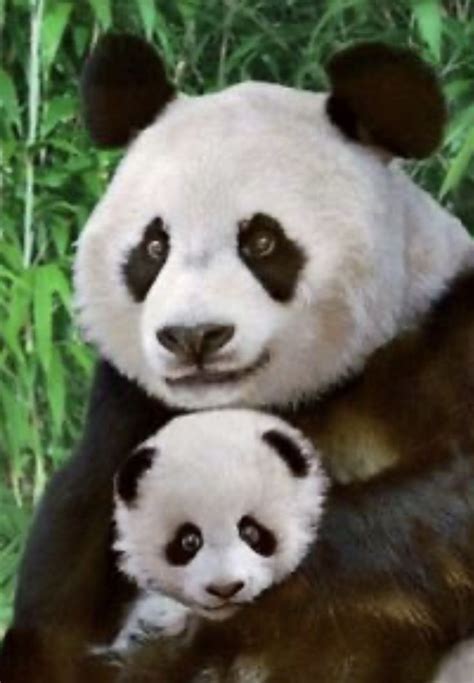Pin On Panda Mother And Cubs